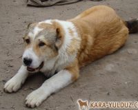Мачо