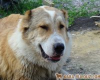 Мачо