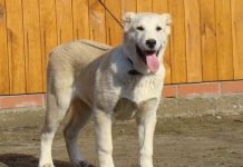 Надира. Продана.