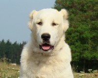 Тейки гол570