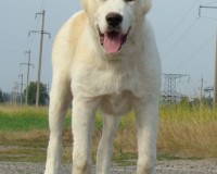 Тейки10