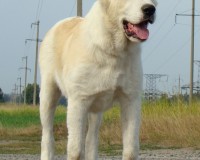 Тейки11
