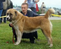 Яварра Кара Юлдуз (Аладжа Кара Юлдуз х Ошира Кара Юлдуз) Закутайло ДП Сумы3