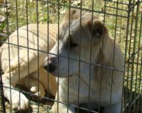 dzhay-gol3