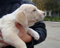 feride-hanum3