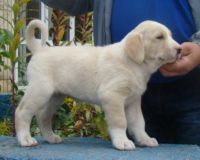feride-hanum7