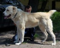 zhamala1