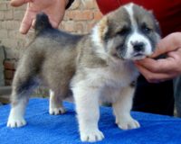 Хариф