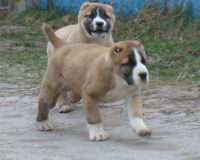Чайкеш