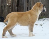 Чайкеш