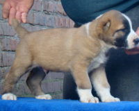 Чайкеш2