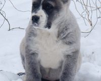 Чили лучш2