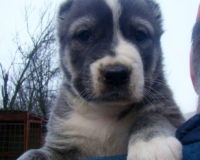 Чили1