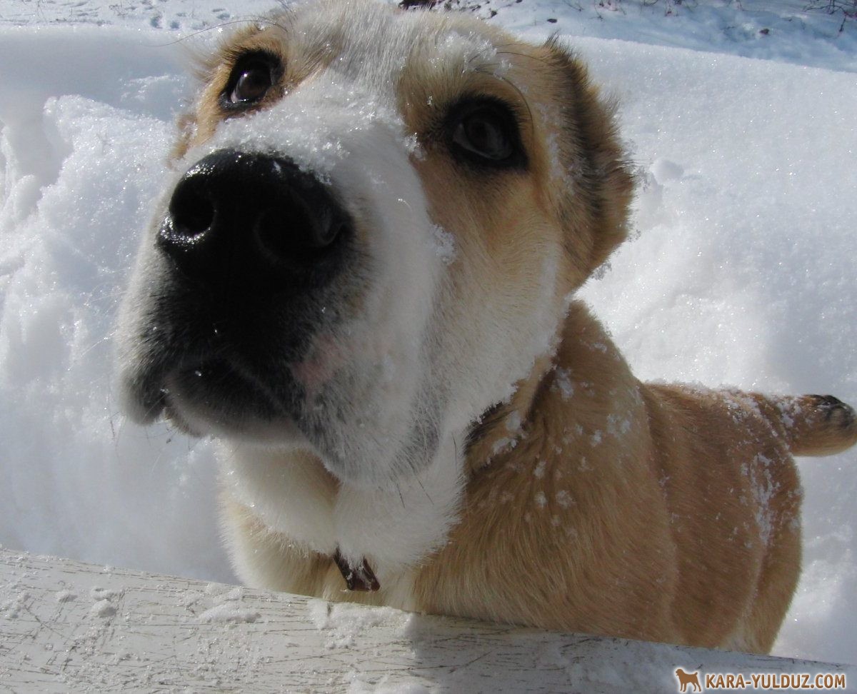 Любовь - это... Среднеазиатские овчарки (алабаи) | Питомник Кара Юлдуз