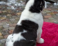 Атилла