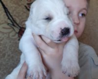 Глория Вива2