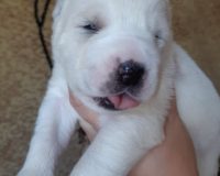 Глория Вива3