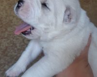 Глория Вива6