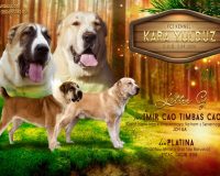 презентация мал