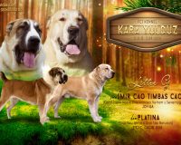 презентация мал