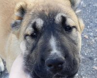 Гроза 2 мес1