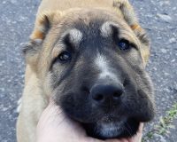 Гроза 2 мес2