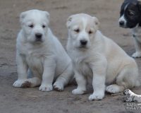 Глория Вива и Галактика