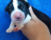 к черн1