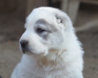 Хан Батыр