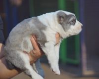 Хани на руках1