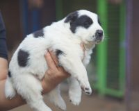Хапур на руках1