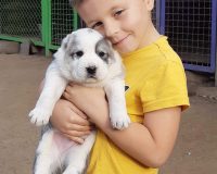 Хас Булат