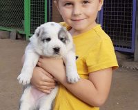 Хас Булат1