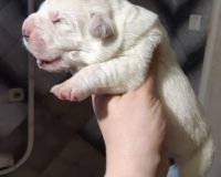 3с