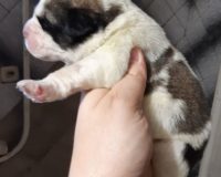 6с