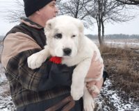 гол4 м