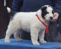 Хазор лучш