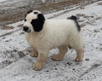 Хазор стоит