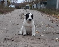 Ходжа2