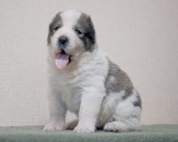 с коровка