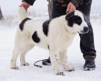 Хапур4