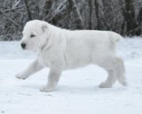 Изабель