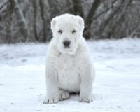 Изабель4