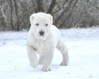Изабель5