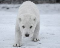 Изабель8
