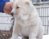 Изар сидя