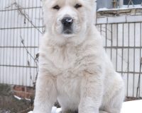 Изар сидя2