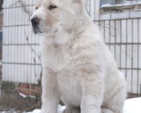 Изар сидя3