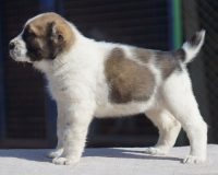 Камча улица1