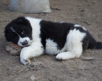 Карабаш